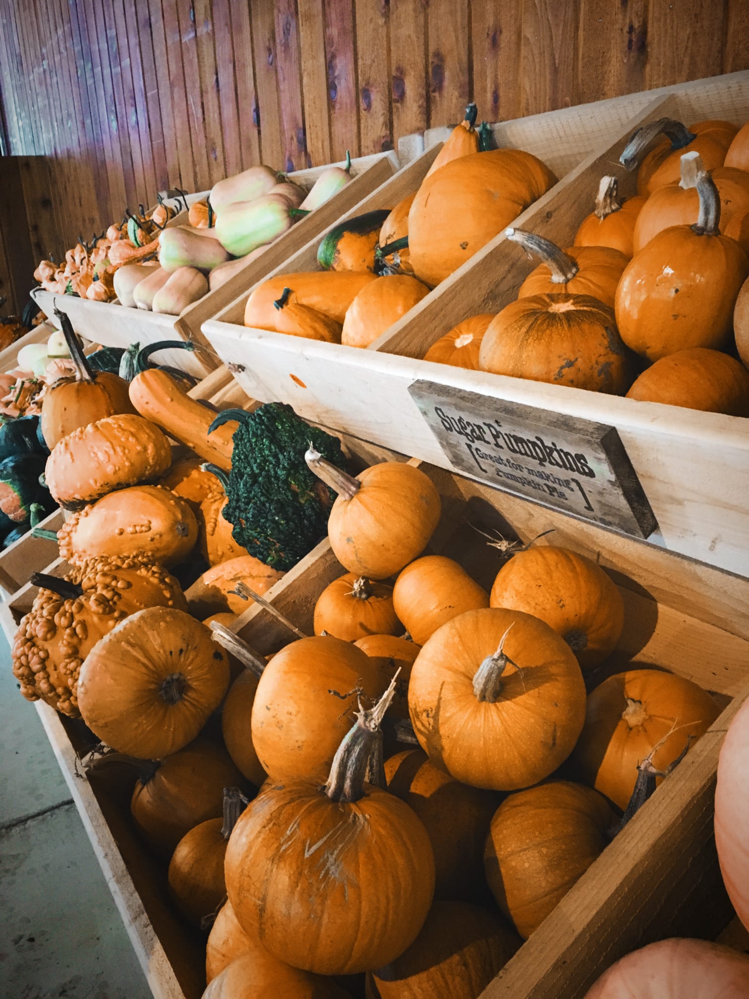 Pumpkin Fest 2017